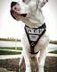 Bestia Metal Personalized Leather Harness! Big Dogs Only. Stainless Steel Plates